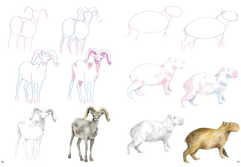 Sample content 5_How To Draw Mountain Animals In Simple Steps