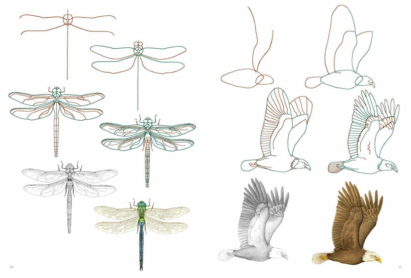 Sample content 5_How to Draw: Nature - In simple steps