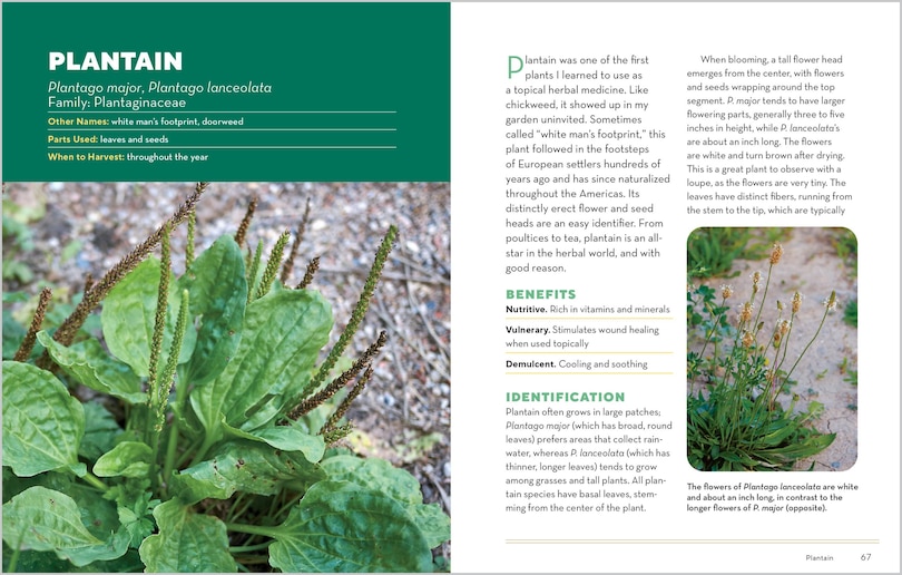 Sample content 3_How to Forage for Medicinal Plants without Dying