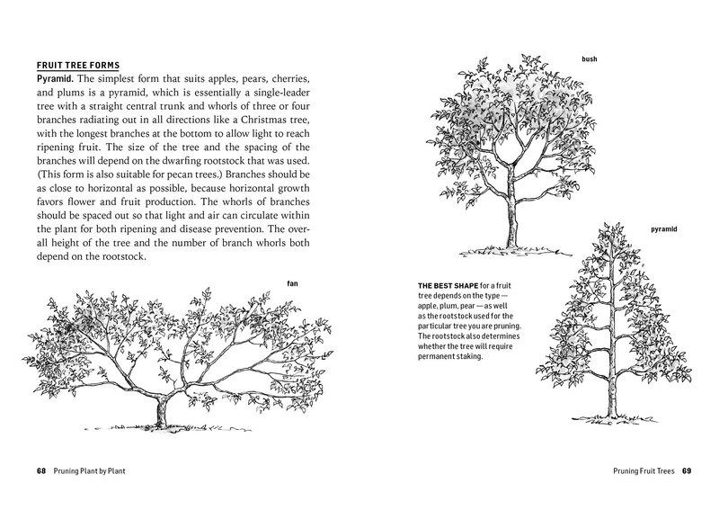 Sample content_How to Prune Trees & Shrubs