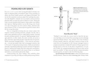Sample content 3_How to Prune Trees & Shrubs