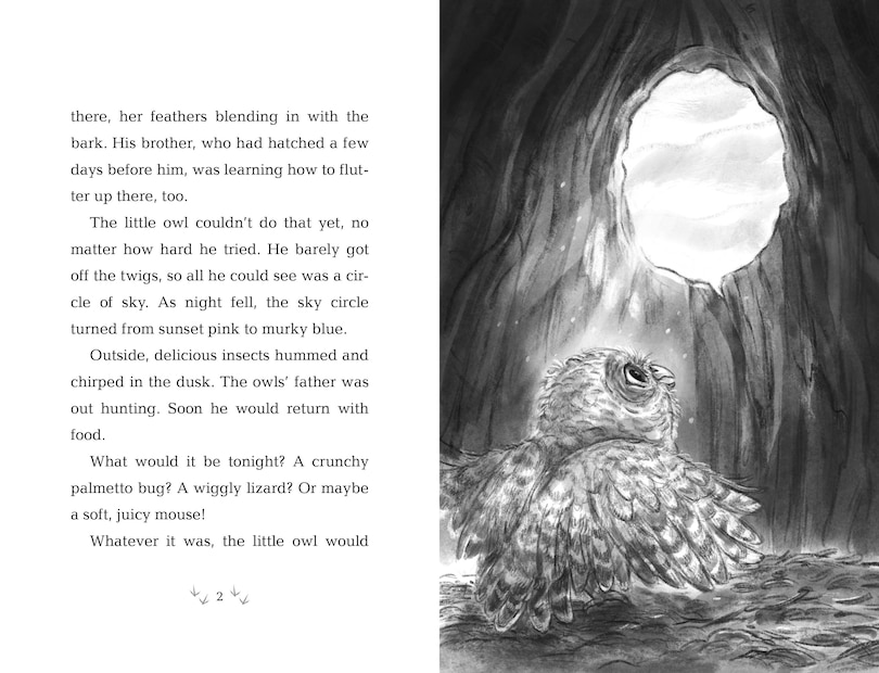 Sample content 3_How to Save an Owl