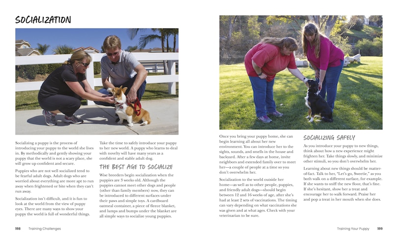 Sample content 2_How To Train Your Dog