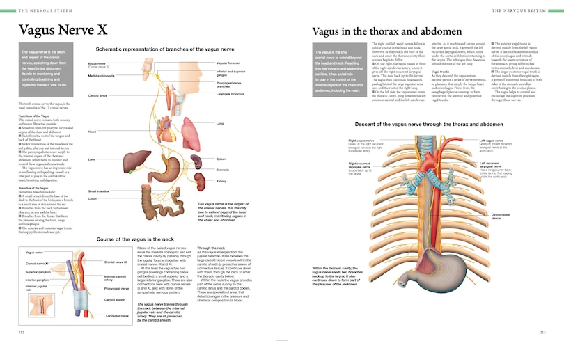 Aper&ccedil;u du contenu 2_Human Anatomy