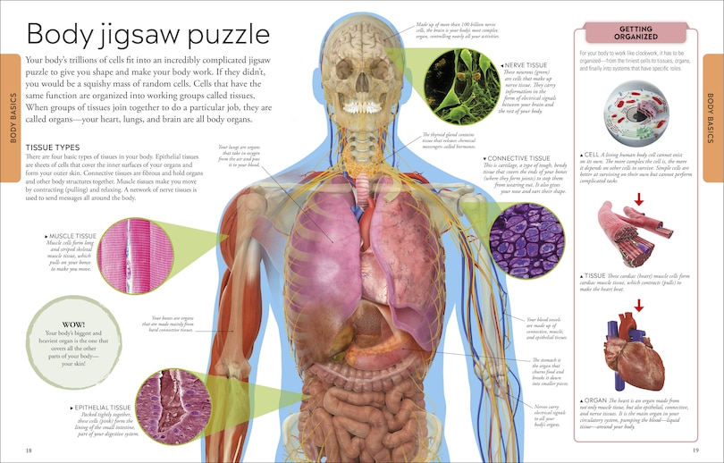 Aperçu du contenu 3_Human Body A Visual Encyclopedia