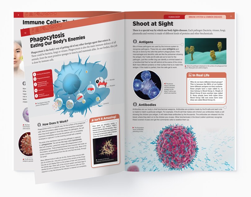 Sample content 2_Human Body - Immune System And Common Diseases: Knowledge Encyclopedia For Children