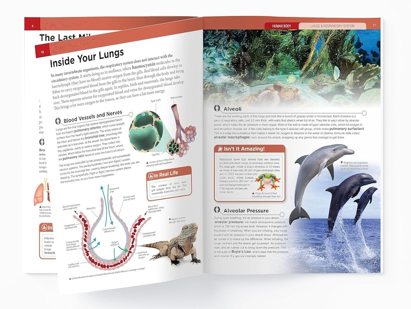 Aper&ccedil;u du contenu_Human Body - Lungs And Respiratory System: Knowledge Encyclopedia For Children