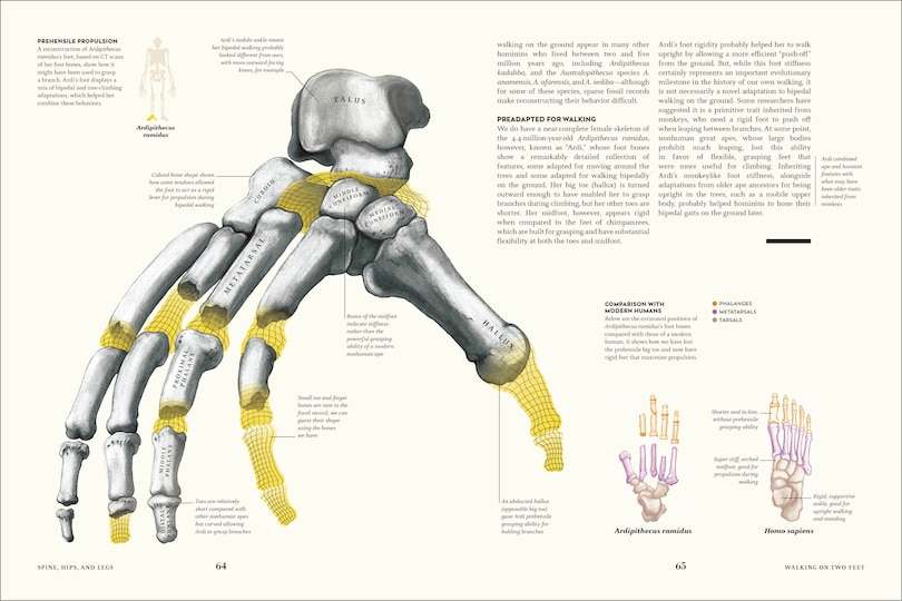Sample content 4_Humans