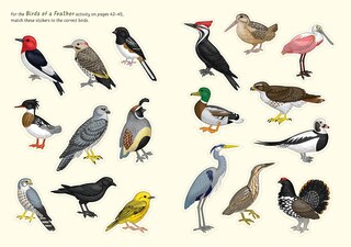 Sample content_I Love Birds Activity Book