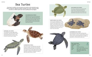 Sample content 3_ILLU ENCY OF OCEAN LIFE
