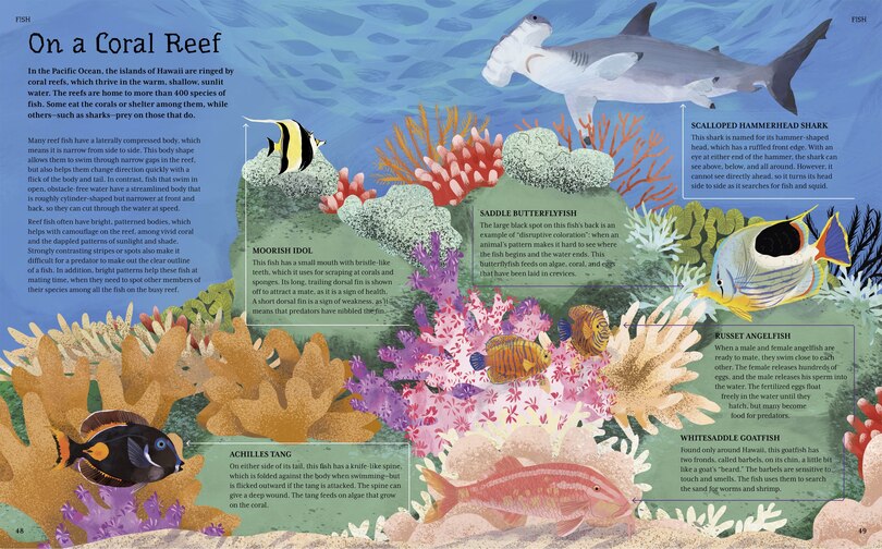 Sample content 4_ILLU ENCY OF OCEAN LIFE
