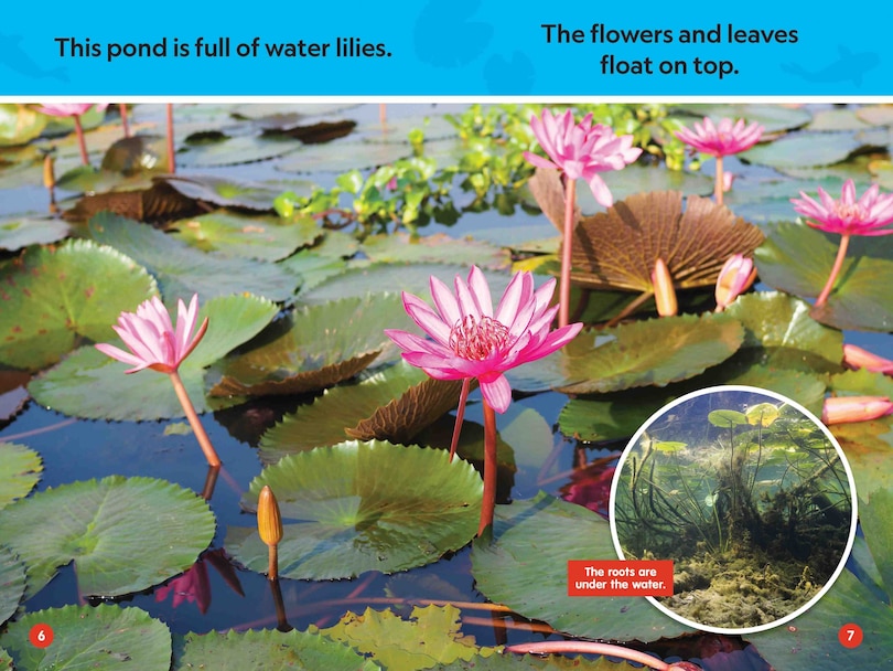 Aperçu du contenu_In the Pond (National Geographic Kids Readers, Pre-Reader)