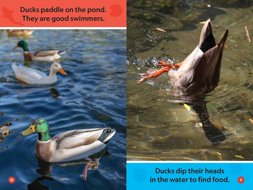 Aperçu du contenu 3_In the Pond (National Geographic Kids Readers, Pre-Reader)