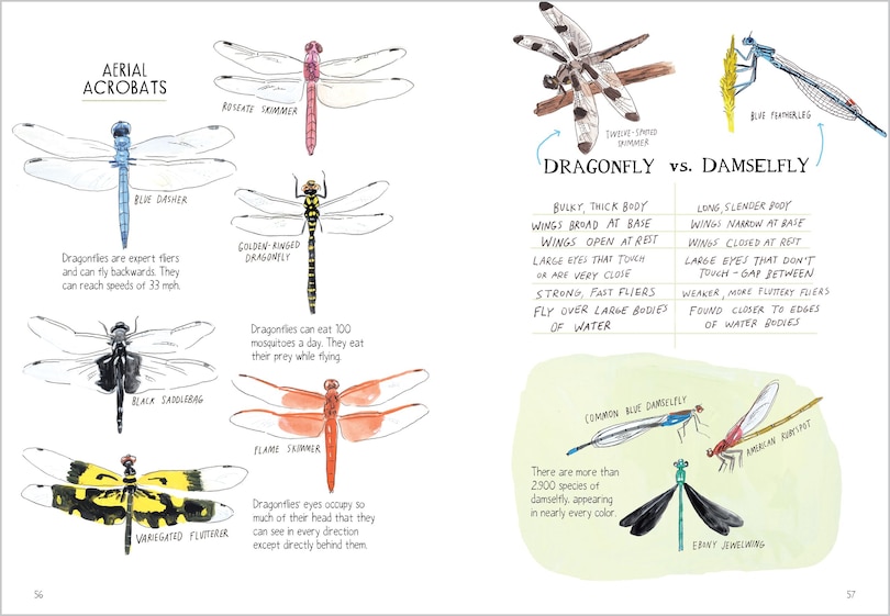Aperçu du contenu_Insect Anatomy