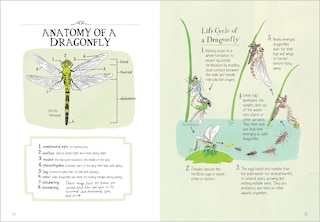 Aperçu du contenu 3_Insect Anatomy