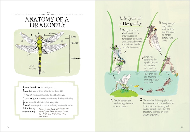 Aperçu du contenu 3_Insect Anatomy