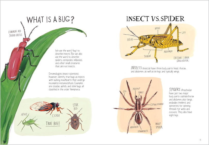 Aperçu du contenu 4_Insect Anatomy