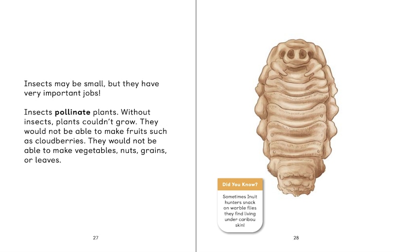 Aperçu du contenu_Insects Of The Arctic: What Is An Insect?