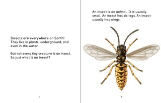 Aperçu du contenu 3_Insects Of The Arctic: What Is An Insect?