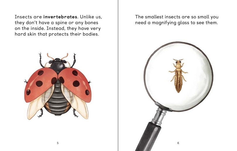 Aperçu du contenu 4_Insects Of The Arctic: What Is An Insect?