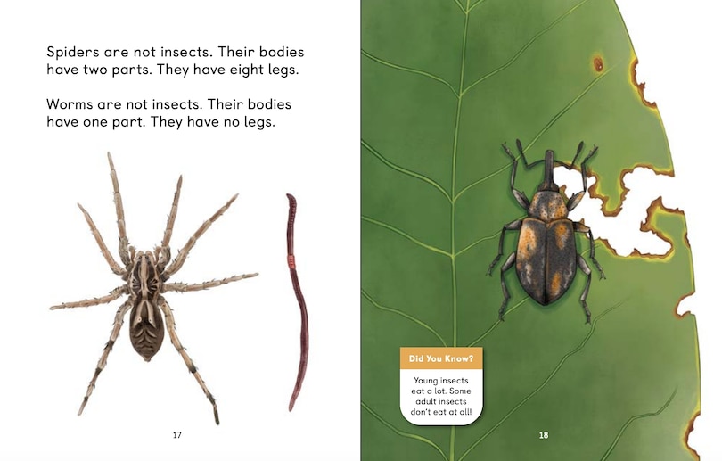 Aperçu du contenu 5_Insects Of The Arctic: What Is An Insect?