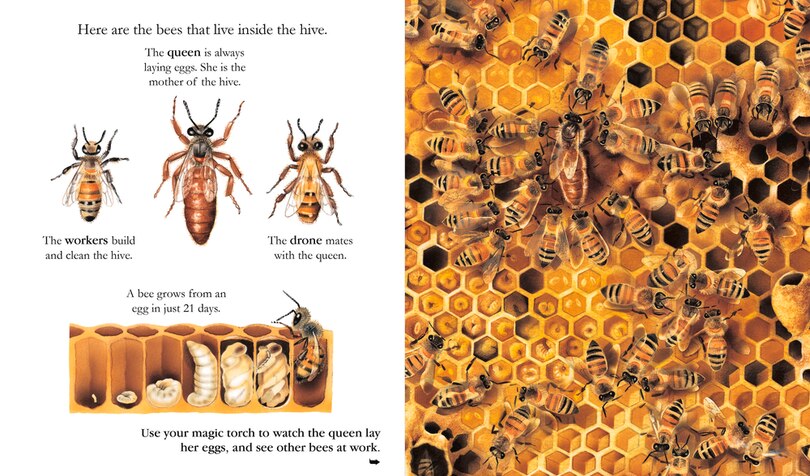 Aper&ccedil;u du contenu_Insects