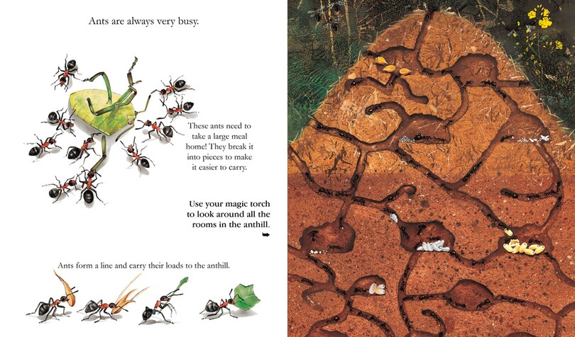 Aper&ccedil;u du contenu 2_Insects