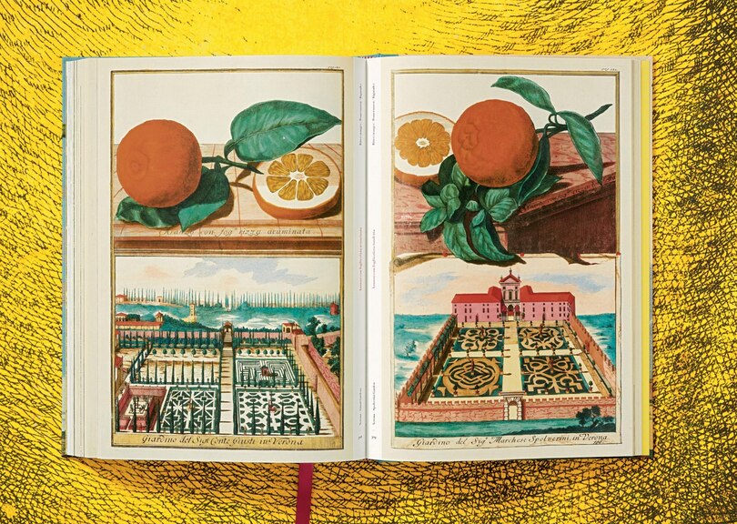 Sample content_J. C. Volkamer. The Book Of Citrus Fruits