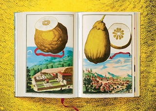 Sample content 3_J. C. Volkamer. The Book Of Citrus Fruits