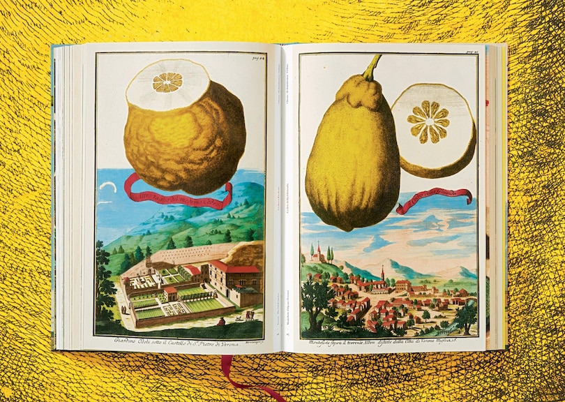 Sample content 3_J. C. Volkamer. The Book Of Citrus Fruits