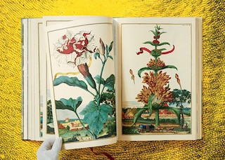 Sample content 4_J. C. Volkamer. The Book Of Citrus Fruits