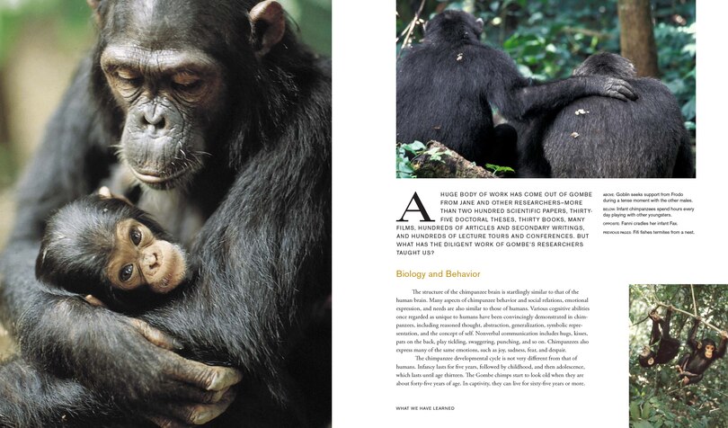 Aperçu du contenu 3_Jane Goodall: 50 Years at Gombe