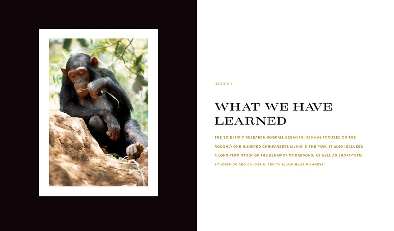 Aperçu du contenu 4_Jane Goodall: 50 Years at Gombe