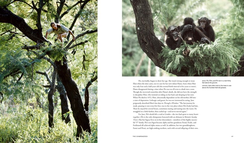 Aperçu du contenu 5_Jane Goodall: 50 Years at Gombe