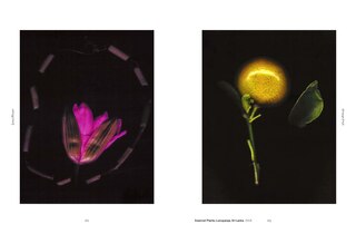 Sample content_Joy Gregory