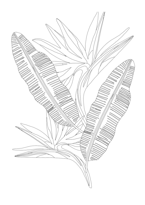 Aper&ccedil;u du contenu 5_Jungle Dreams Colouring Book