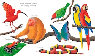 Aper&ccedil;u du contenu_Jungle