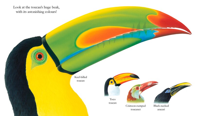 Aper&ccedil;u du contenu 2_Jungle
