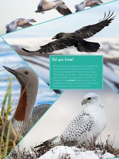 Sample content_Junior Field Guide Birds of Nunavut