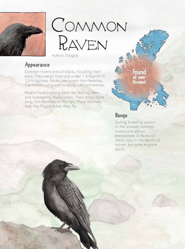 Sample content 2_Junior Field Guide Birds of Nunavut