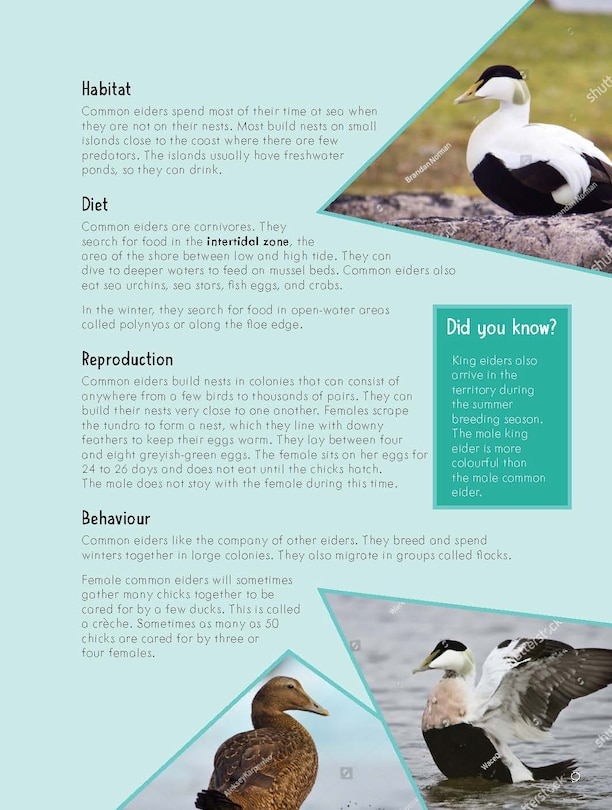 Sample content 3_Junior Field Guide Birds of Nunavut