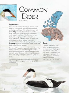 Sample content 4_Junior Field Guide Birds of Nunavut