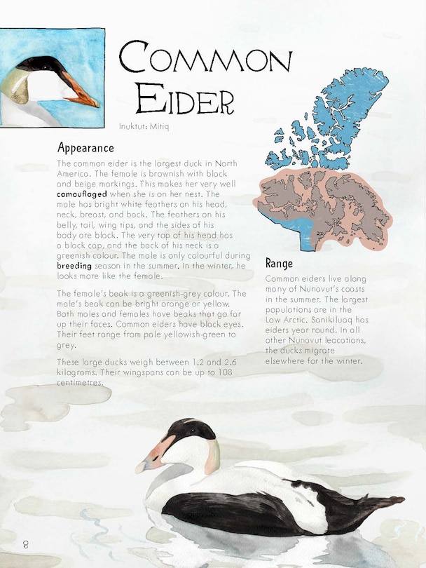 Sample content 4_Junior Field Guide Birds of Nunavut