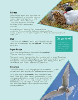 Sample content 5_Junior Field Guide Birds of Nunavut