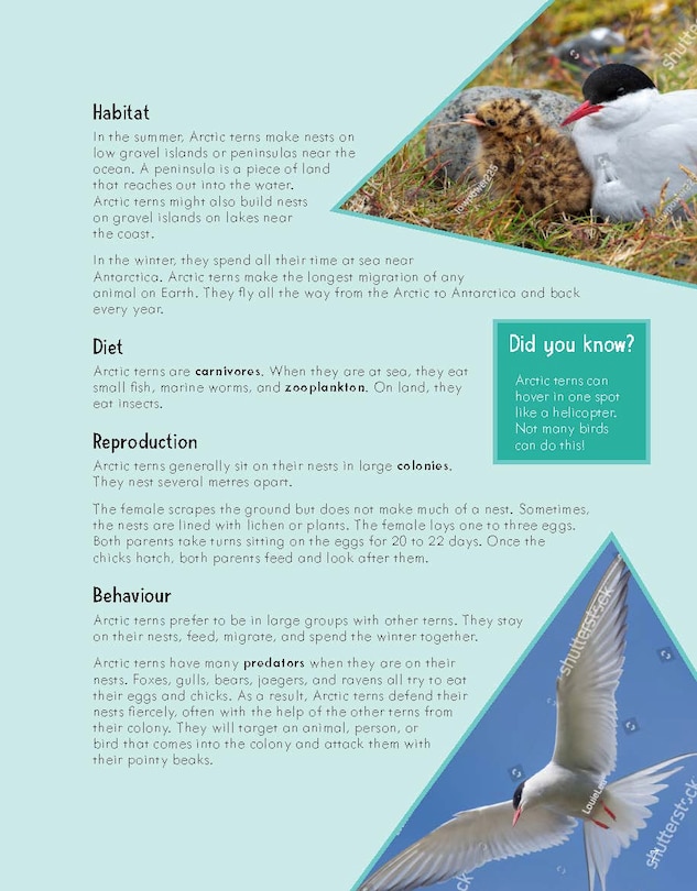 Sample content 5_Junior Field Guide Birds of Nunavut