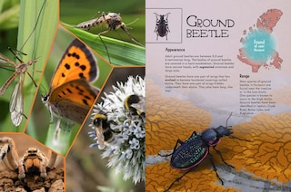 Sample content 2_Junior Field Guide Insects of Nunavut