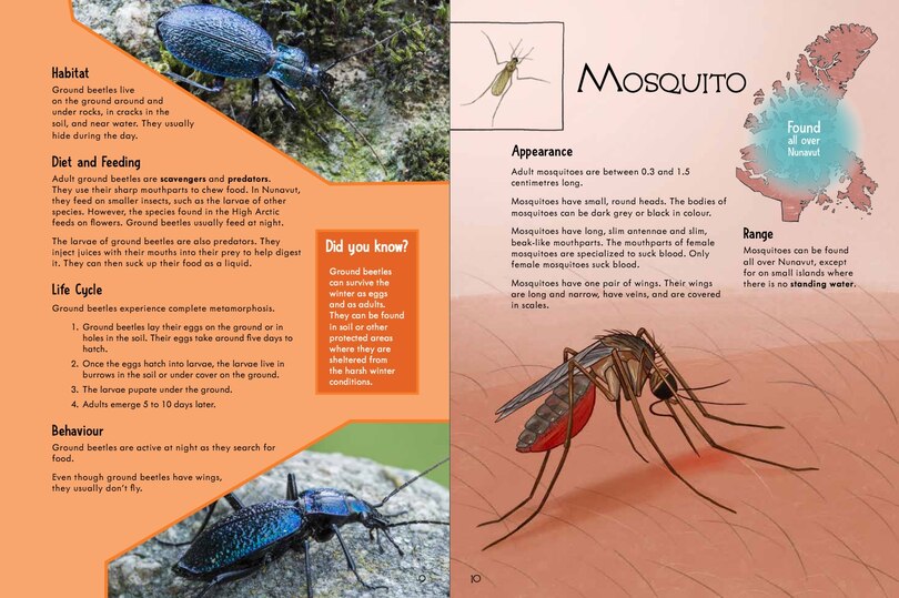 Sample content 3_Junior Field Guide Insects of Nunavut