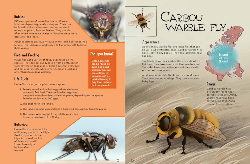 Sample content 4_Junior Field Guide Insects of Nunavut
