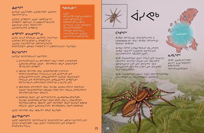 Sample content_Junior Field Guide Insects of Nunavut