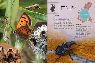 Sample content 2_Junior Field Guide Insects of Nunavut